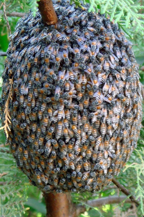 Пчелы (Пушкар)