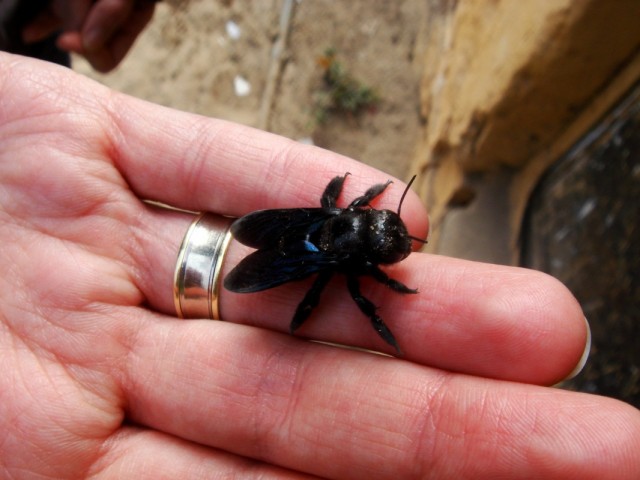 Черный пчел (Бунди)