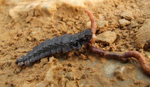 Хищник Хищник