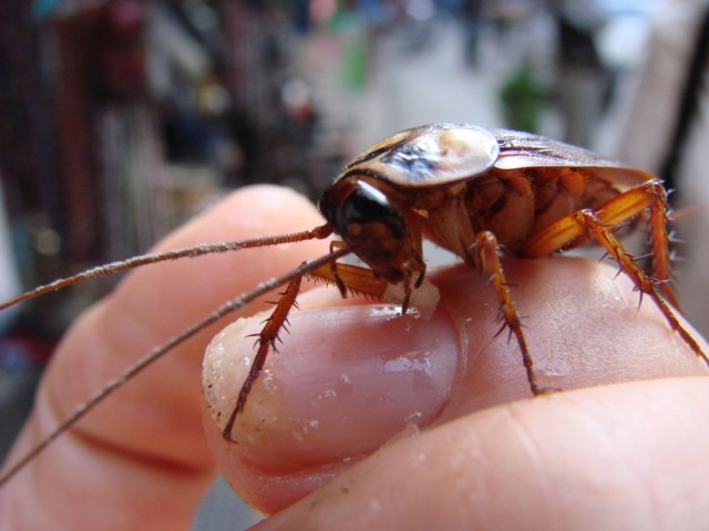 Усатый Усатый