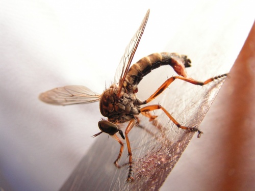 Думал москит. а там х.з кто это! Ялта, Крым. Думал москит. а там х.з кто это! Ялта, Крым.