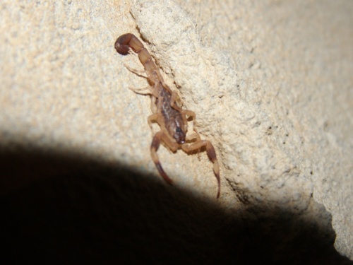 Скорпион около 4 см в туалете бунгало- дама визжала, ужас, от такой милюзги Скорпион около 4 см в туалете бунгало- дама визжала, ужас, от такой милюзги