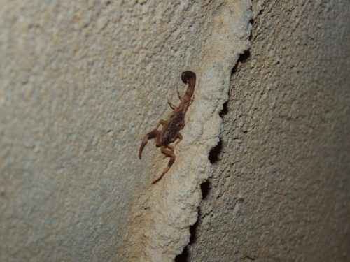 тот же скорпион в туалете бунгало- о. Ко Чанг тот же скорпион в туалете бунгало- о. Ко Чанг