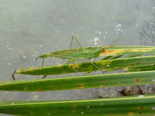 играет в прятки играет в прятки
