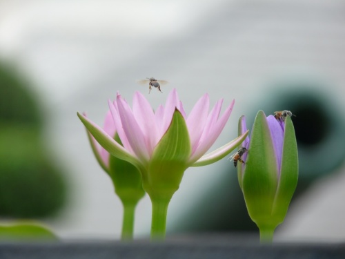 Пчёлки Пчёлки