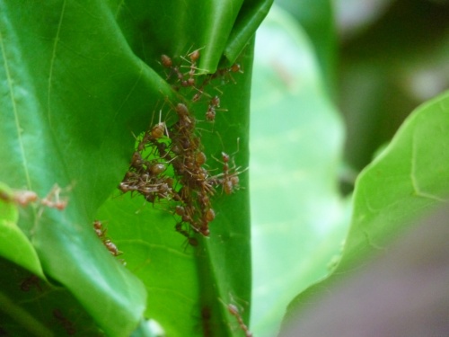 Большие рыжие муравьи на пляже заворачивают здоровенные плотные листья на дереве, как дважды два Большие рыжие муравьи на пляже заворачивают здоровенные плотные листья на дереве, как дважды два