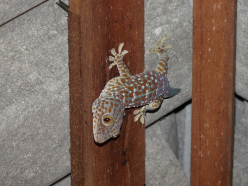 средней величины геккон в бунгало- о.Ко Чанг средней величины геккон в бунгало- о.Ко Чанг