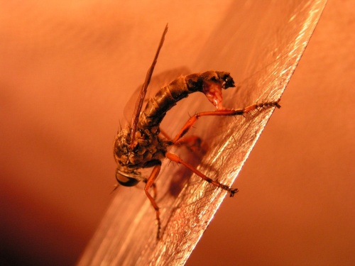 Ещё и "сумка" с яйцами на заднице. Ещё и "сумка" с яйцами на заднице.