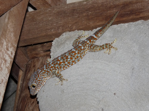 Спать не давал ночью, собака такая, орал!) Спать не давал ночью, собака такая, орал!)