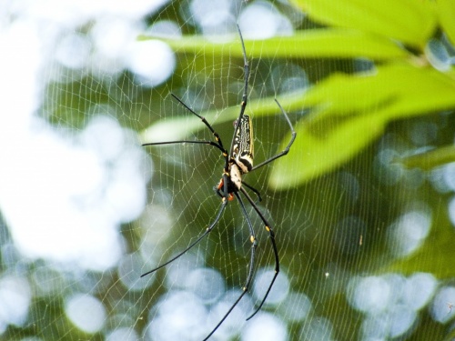 Паук Нефила- о.Ко Чанг (Тайланд) Паук Нефила- о.Ко Чанг (Тайланд)