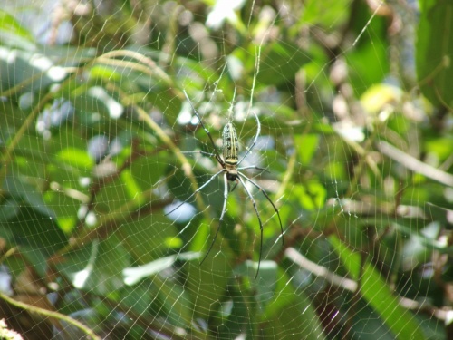 Паук Нефила- экземпляр не такой впечатляющий своими размерами, как предыдущий. Паук Нефила- экземпляр не такой впечатляющий своими размерами, как предыдущий.
