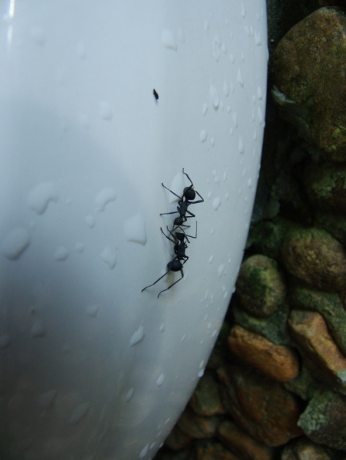 Большие чёрные муравьи на писсуаре- о. Ко Чанг. Большие чёрные муравьи на писсуаре- о. Ко Чанг.