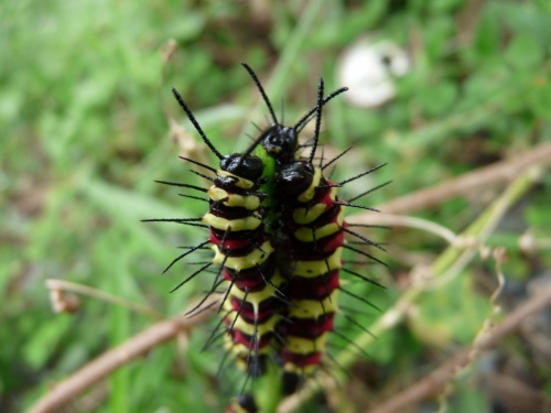 Сплетницы) Сплетницы)