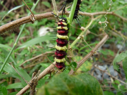 Опаздавшая) Опаздавшая)