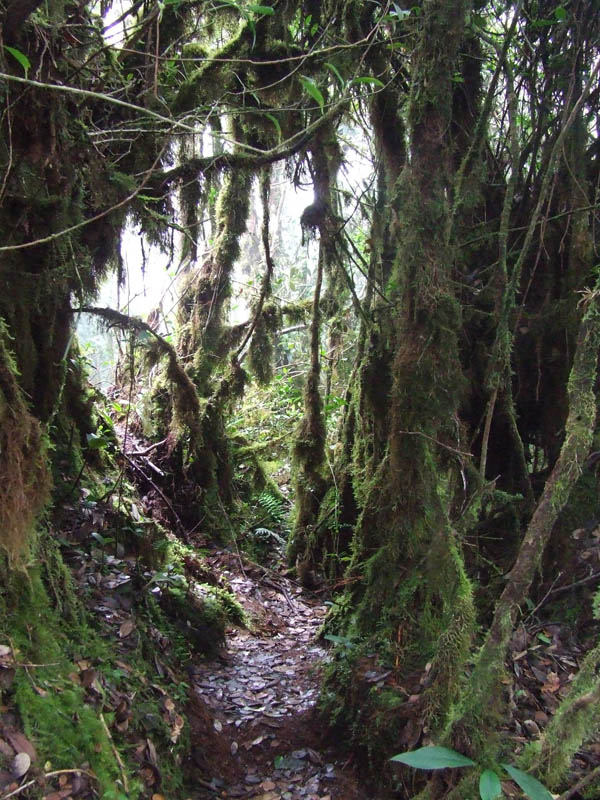 Rainforest at Tanah Rata