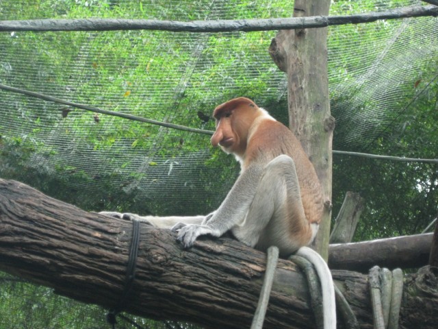 Смешной носач Смешной носач