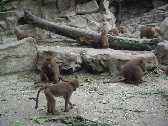 Краснопопые Краснопопые