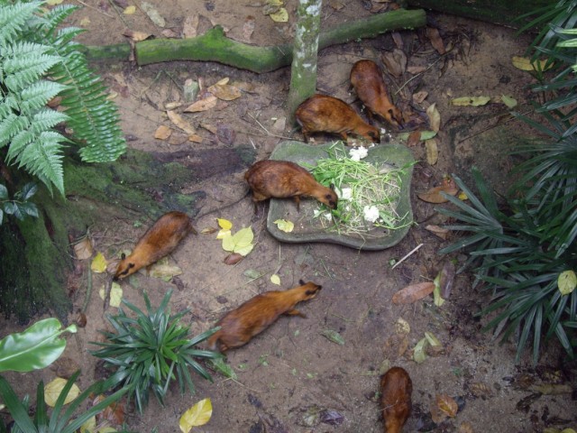 Вот они, милашки Вот они, милашки