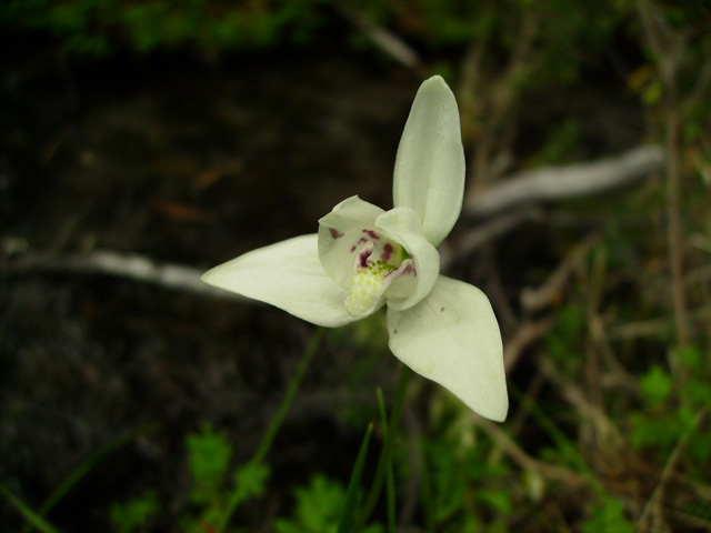  - Codonorhis lessoni