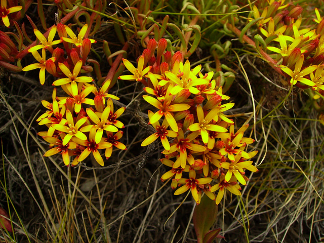  -Quinchimalium chilense