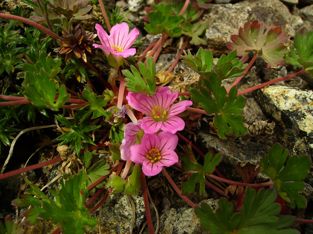  - Geranium sessiliflorum