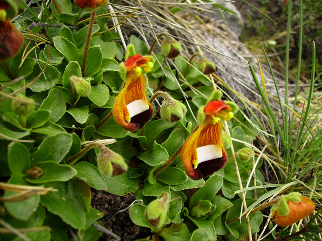 - - Calceolaria uniflora