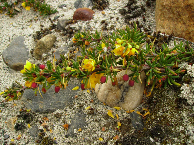Berberis empetrifolia