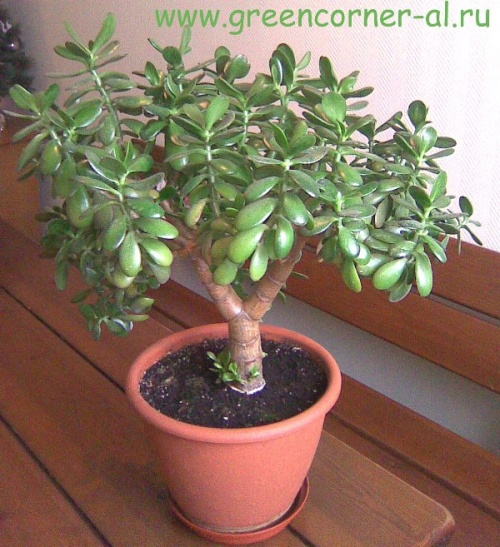 крассула крассула