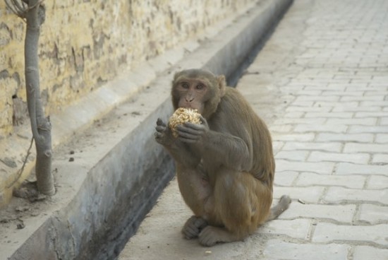 обезьяна жадно поедает подаренную ей сладость