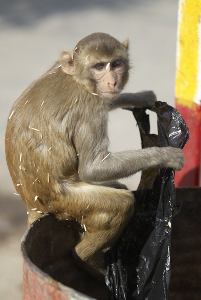 обезьяна ищет пищу в мусорном баке
