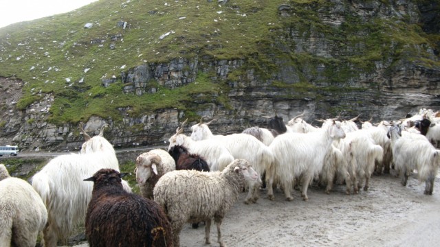       Rhotang  .  ,    ,      ,   "mutton"