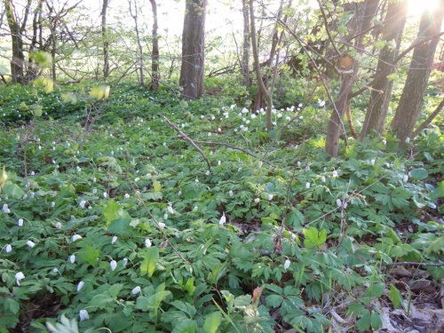 что-то зеленое что-то зеленое