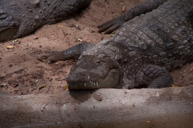 Crocodile bank