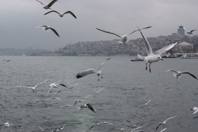 Прогулка на катере по Босфору Прогулка на катере по Босфору