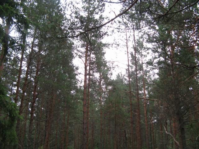   -  .    ,  ,     ...