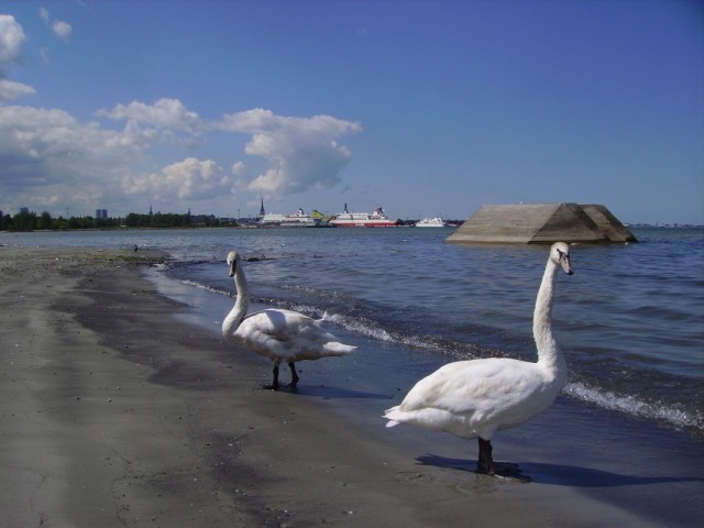 Лебеди на пути к Пирите (технически - в начале улицы Pirita Tee) Лебеди на пути к Пирите (технически - в начале улицы Pirita Tee)