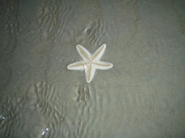 Star fish