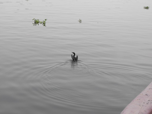  .     ,     . (- - )