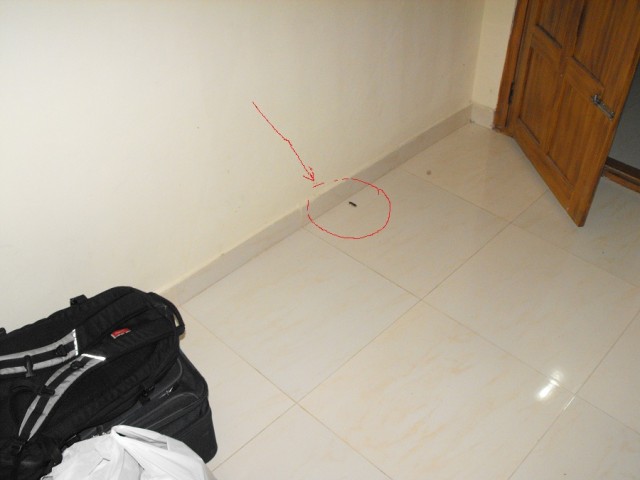     -    Blatta orientalis