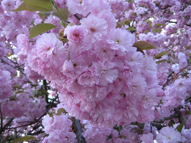 cerisier ..  Strasbourg