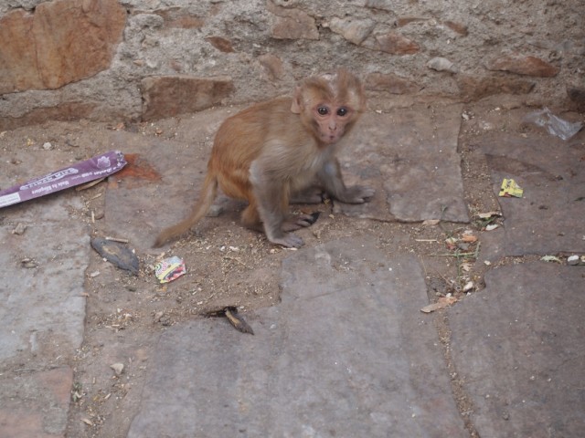 Monkey 2