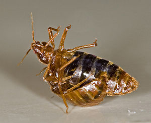    (Cimex lectularius)   