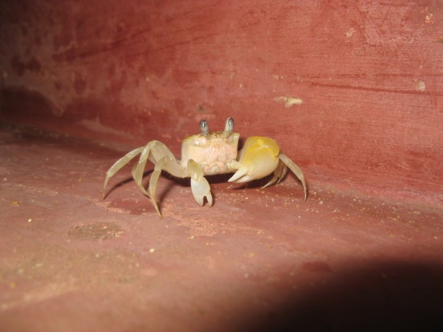 A crab, not a crap! %-)))