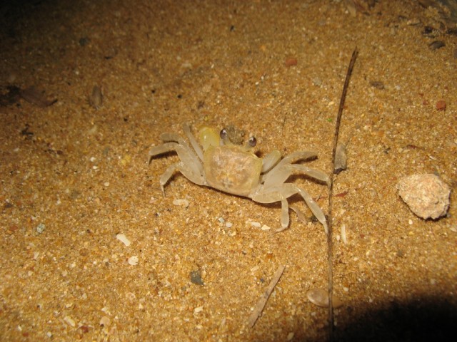 It's a trap! A crab is not a crap!!! %-)))