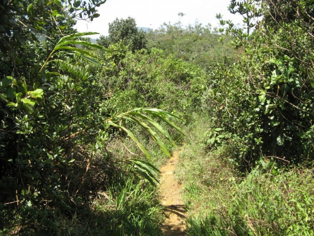 Еле видная "левая" тропка через Джунгли - как сказали - "там тоже хорошие виды" Всё заросло, куда ведёт - непонятно, нихрена не видно - Наш Путь %-)))