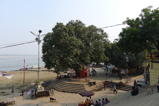 Известное дерево на Assi Ghat