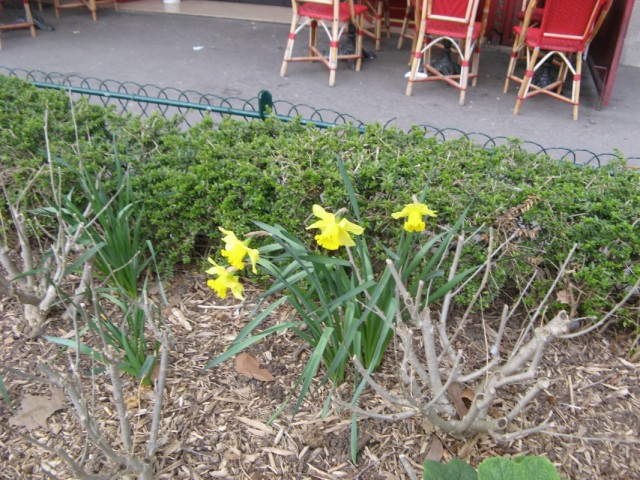 Первые цветы весны Первые цветы весны