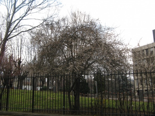 Дерево в цвету. А в ветвях сидит неслабая такая птичка... Дерево в цвету. А в ветвях сидит неслабая такая птичка...