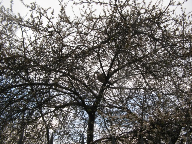 По форме как голубь, но крупнее раза в полтора... По форме как голубь, но крупнее раза в полтора...