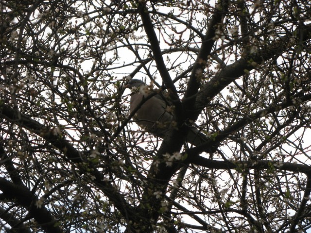 Мож горлица какая-нить? Мож горлица какая-нить?